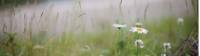 Wild flowers at Little Salmon. |  <i>Guy Wilkinson</i>