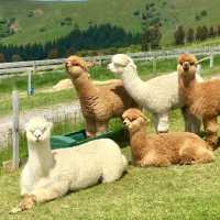 Two wheels, mountain views, and alpacas along the route!