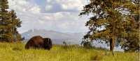 Buffalo lounging in Yellowstone National Park | Jen Skubicki