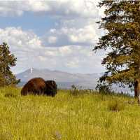 Buffalo lounging in Yellowstone National Park | Jen Skubicki