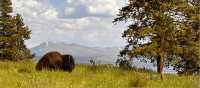 Buffalo lounging in Yellowstone National Park | Jen Skubicki