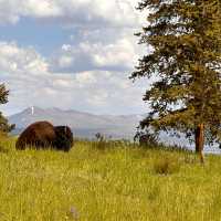 Buffalo lounging in Yellowstone National Park | Jen Skubicki