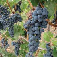 Sonoma County Vines | Keri May