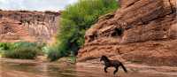 Canyon de Chelly’s wild spirit in motion