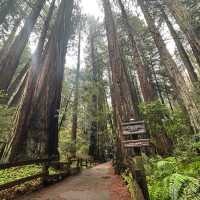 Cathedral Grove in Muir Woods National Monument