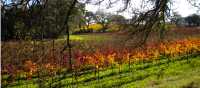 Golden vines catching the last warmth of a California autumn