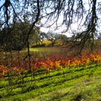 Golden vines catching the last warmth of a California autumn