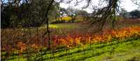 Golden vines catching the last warmth of a California autumn