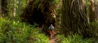 Hiking among the coastal redwoods
