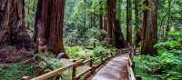 Muir Woods National Monument: home to coastal redwoods over 1,000 years old