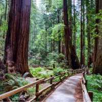 Muir Woods National Monument: home to coastal redwoods over 1,000 years old