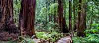 Muir Woods National Monument: home to coastal redwoods over 1,000 years old