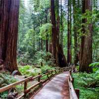 Muir Woods National Monument: home to coastal redwoods over 1,000 years old