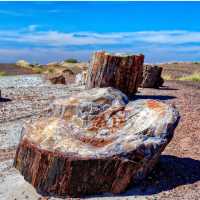 Petrified Forest National Park