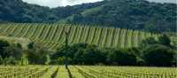 Rows of sunlit vines stretching toward the California hills