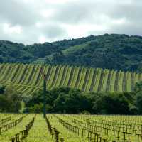 Rows of sunlit vines stretching toward the California hills