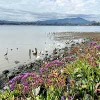 Shorebirds and wildflowers along the Tiburon waterfront