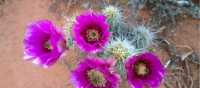 Springtime cactus bloom, Sedona