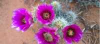 Springtime cactus bloom, Sedona
