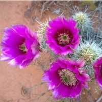 Springtime cactus bloom, Sedona