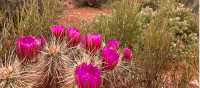Springtime cactus blooms in the Grand Canyon | Jen Skubicki
