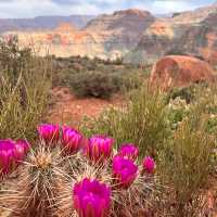 Springtime cactus blooms in the Grand Canyon | Jen Skubicki