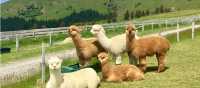 Two wheels, mountain views, and alpacas along the route!