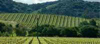 Rows of sunlit vines stretching toward the California hills