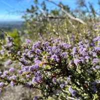 Wild flowers in Sonoma