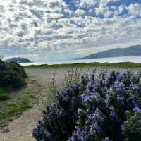 Wildflowers along the Tiburon Waterfront | Jen Skubicki