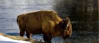 A Bison enjoys a drink by the river in Yellowstone National Park