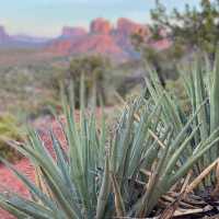 Yucca, Sedona | Cimarron Anderson